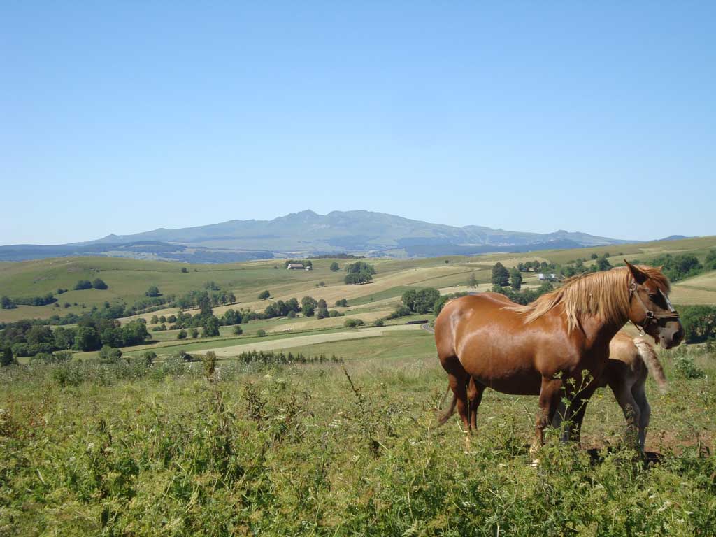 balade a cheval dans le cantal